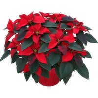 Poinsettia Red 10 inch - 1 Each